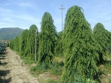 Treurceder (Cedrus Deodara 'Pendula') 4 Treurceder (Cedrus Deodara 'Pendula') - Afbeelding 4