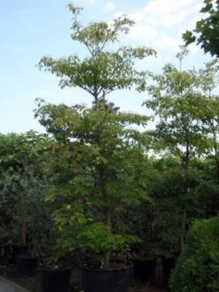 Reuzenkornoelje (Cornus Controversa) -Green Roots Exporteren Winkel 20101213094526 11