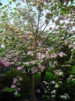 Amerikaanse Kornoelje (Cornus Florida 'Rubra') -Green Roots Exporteren Winkel 20101213094837 7