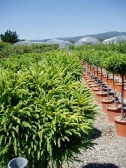 Sikkelden Op Stam (Cryptomeria Japonica 'Globosa Nana') -Green Roots Exporteren Winkel 20101213102352 1