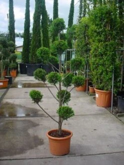 Cupressocyparis Als Bonsai (Cupressocyparis Leylandii 'Castlewellan Gold' ) -Green Roots Exporteren Winkel 20101213113337 7