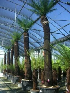 Boomvaren (Dicksonia Antarctica) -Green Roots Exporteren Winkel 20101213133314 11 1