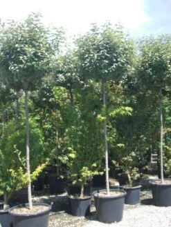 Olijfwilg Als Boom (Elaeagnus Pungens 'Maculata') -Green Roots Exporteren Winkel 20101213140523 8