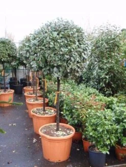 Olijfwilg Op Stam (Elaeagnus Ebbingei) -Green Roots Exporteren Winkel 20101213141424 3 1