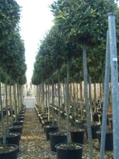 Olijfwilg Als Boom (Elaeagnus Pungens 'Maculata') -Green Roots Exporteren Winkel 20101213143756 2