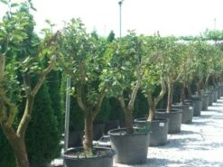 Kaki (Diospyros Kaki) -Green Roots Exporteren Winkel 20101213150225 8 2