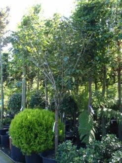 Kaki (Diospyros Kaki) -Green Roots Exporteren Winkel 20101213150233 8