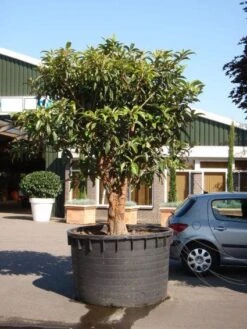 Japanse Mispel (Eriobotrya Japonica) 8 Japanse Mispel (Eriobotrya Japonica) -Green Roots Exporteren Winkel 20101213154517 7