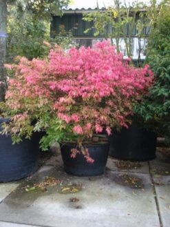 Kardinaalshoed (Euonymus Alatus) 16 Kardinaalshoed (Euonymus Alatus) -Green Roots Exporteren Winkel 20101213160900 55 11 1