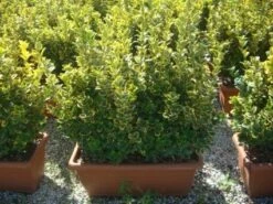 Kardinaalshoed Als Meeneemhaag (Euonymus Japonicus 'Aureus) -Green Roots Exporteren Winkel 20101213162151 2 1