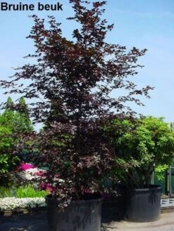 Rode Beukenboom (Fagus Sylvatica 'Atropunicea' ) -Green Roots Exporteren Winkel 20101213165155 18