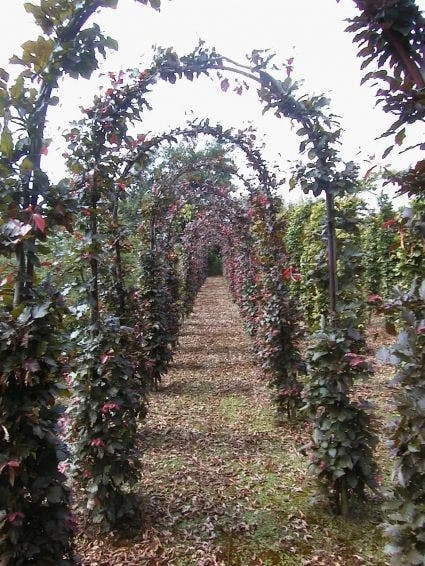 Rode Beukenboog (Fagus Sylvatica 'Atropunicea' ) 1 Rode Beukenboog (Fagus Sylvatica 'Atropunicea' )