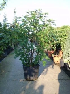 Vijg (Ficus Carica) -Green Roots Exporteren Winkel 20101215105457 10 1