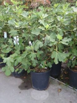 Vijg (Ficus Carica) -Green Roots Exporteren Winkel 20101215105937 10