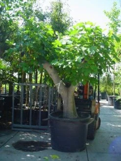 Vijg Als Solitair (Ficus Carica) -Green Roots Exporteren Winkel 20101215111635 7