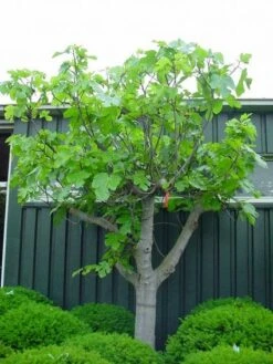 Vijg Als Solitair (Ficus Carica) 12 Vijg Als Solitair (Ficus Carica) -Green Roots Exporteren Winkel 20101215111658 7 1