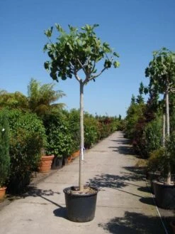 Vijgenboom (Ficus Carica) -Green Roots Exporteren Winkel 20101215112153 7