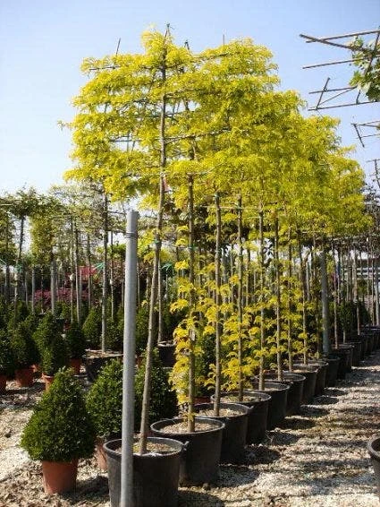 Valse Christusdoorn Als Leiboom (Gleditsia Triacanthos 'Sunburst') 3 Valse Christusdoorn Als Leiboom (Gleditsia Triacanthos 'Sunburst') - Afbeelding 3