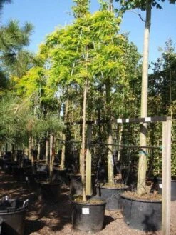 Valse Christusdoorn Als Leiboom (Gleditsia Triacanthos 'Sunburst') 7 Valse Christusdoorn Als Leiboom (Gleditsia Triacanthos 'Sunburst') -Green Roots Exporteren Winkel 20101215122249 2