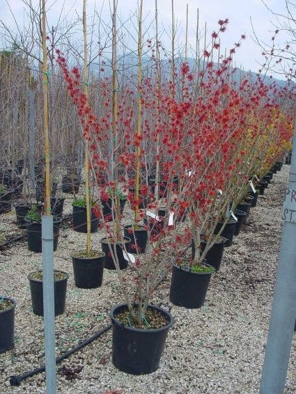 Toverhazelaar (Hamamelis Intermedia 'Diane') 5 Toverhazelaar (Hamamelis Intermedia 'Diane') - Afbeelding 5