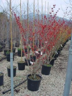 Toverhazelaar (Hamamelis Intermedia 'Diane') -Green Roots Exporteren Winkel 20101215122825 45 9