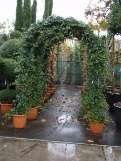 Klimop In Boogvorm (Hedera Hibernica) 7 Klimop In Boogvorm (Hedera Hibernica) -Green Roots Exporteren Winkel 20101215125056 1 2