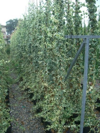 Bonte Klimop (Hedera Helix 'Marginata Elegantissima') 1 Bonte Klimop (Hedera Helix 'Marginata Elegantissima')