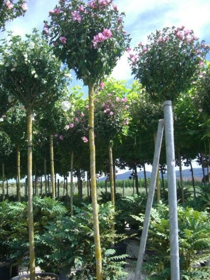 Altheastruik Als Boom (Hibiscus Syriacus 'Oiseau Blue') 1 Altheastruik Als Boom (Hibiscus Syriacus 'Oiseau Blue')