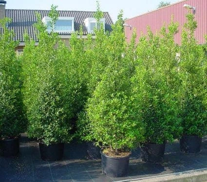 Hulst (Ilex Aquifolium 'Silver Queen') 5 Hulst (Ilex Aquifolium 'Silver Queen') - Afbeelding 5