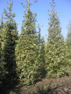 Hulst (Ilex Aquifolium 'Argentea Marginata') -Green Roots Exporteren Winkel 20101215153638 9