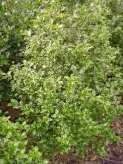 Blauwe Hulst (Ilex Meserveae 'Blue Prince')