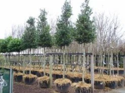 Hulst Als Boom (Ilex 'Nellie R. Stevens') -Green Roots Exporteren Winkel 20101215170614 8 2