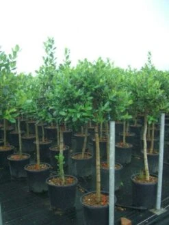 Hulst Op Stam (Ilex 'Nellie R Stevens') -Green Roots Exporteren Winkel 20101215170902 1 2