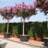 Roze Lagerstroemia Als Boom (Lagerstroemia Indica)
