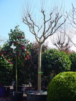 Roze Lagerstroemia Als Boom (Lagerstroemia Indica) -Green Roots Exporteren Winkel 20101216134719 9 1