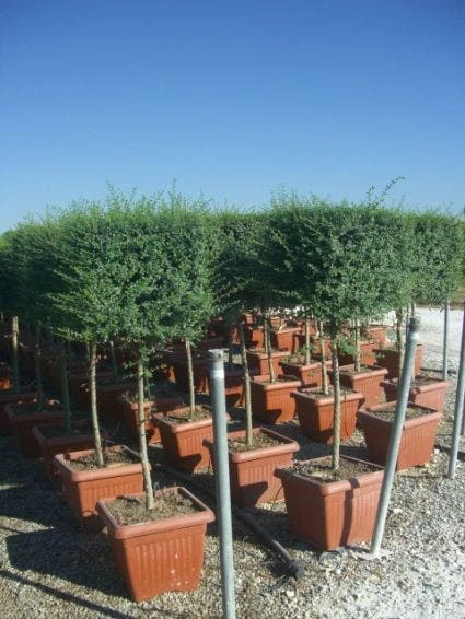 Liguster Op Stam (Ligustrum Delavayanum, Kubus) 2 Liguster Op Stam (Ligustrum Delavayanum, Kubus) - Afbeelding 2