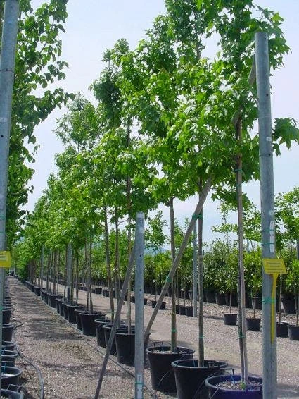 Amberboom (Liquidambar Styraciflua) 9 Amberboom (Liquidambar Styraciflua) - Afbeelding 9