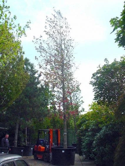 Amberboom (Liquidambar Styraciflua) 7 Amberboom (Liquidambar Styraciflua) - Afbeelding 7