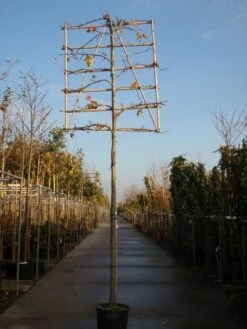 Amberboom Als Leiboom (Liquidambar Styraciflua) 15 Amberboom Als Leiboom (Liquidambar Styraciflua) -Green Roots Exporteren Winkel 20101217124709 7