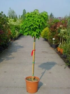 Amberboom Op Stam (Liquidambar 'Gum Ball') -Green Roots Exporteren Winkel 20101217134440 2