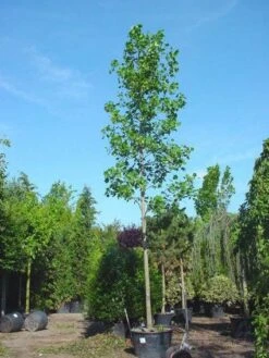 Tulpenboom (Liriodendron Tulipifera) -Green Roots Exporteren Winkel 20101217143606 14