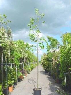 Tulpenboom (Liriodendron Tulipifera) -Green Roots Exporteren Winkel 20101217143638 14