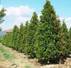 Magnolia (Magnolia Grandiflora 'Gallissoniere') -Green Roots Exporteren Winkel 20101217150008 85 17