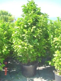 Beverboom (Magnolia Liliiflora 'Nigra') -Green Roots Exporteren Winkel 20101217150734 13