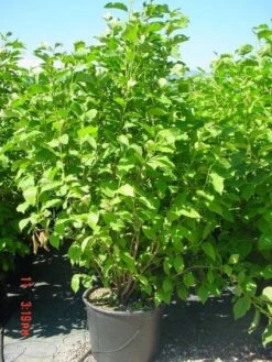 Nieuwe uitgaven -Green Roots Exporteren Winkel 20101217150826 9 2