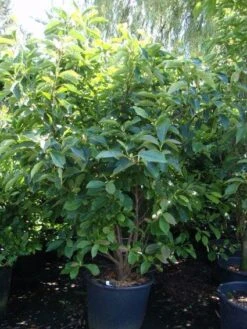 Beverboom (Magnolia Soulangeana) -Green Roots Exporteren Winkel 20101217150923 10 2