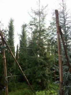 Kustmammoetboom (Sequoia Sempervirens) -Green Roots Exporteren Winkel 20101217161916 8