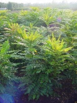 Mahoniestruik (Mahonia Media 'Winter Sun') -Green Roots Exporteren Winkel 20101217162700 11 1