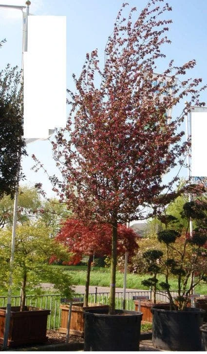 Sierappel (Malus 'Profusion' ) 1 Sierappel (Malus 'Profusion' )