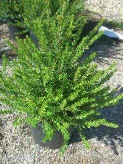 Dwergmirte (Myrtus Communis 'Tarentina') -Green Roots Exporteren Winkel 20101217172218 2